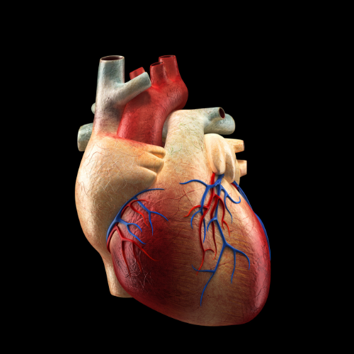 Aortic Valve Interventional Planning in Mixed Reality